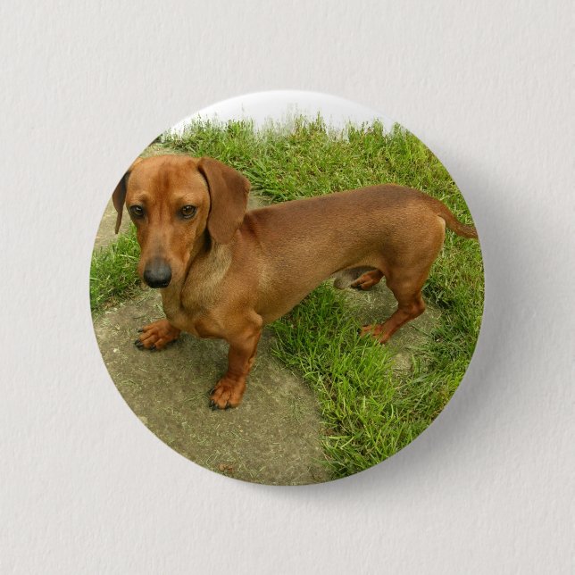 Badge Rond 5 Cm Pin de Daschund (Devant)