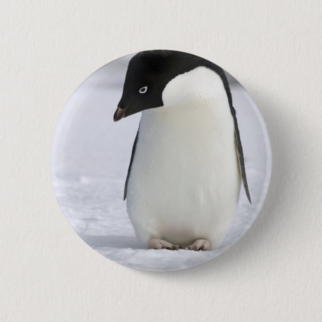 Badge Rond 5 Cm Pin isolé de pingouin (Devant)