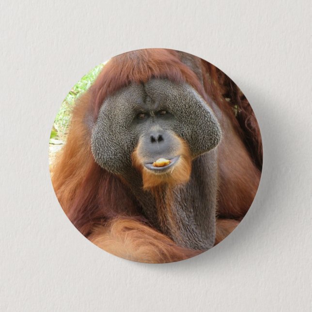 Badge Rond 5 Cm Pin rond de singe d'orang-outan de Pongo (Devant)