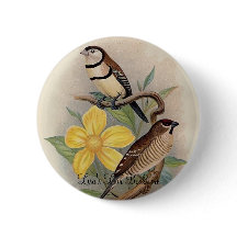 Pinson de Frohawk - de Bicheno et pinson de cerise