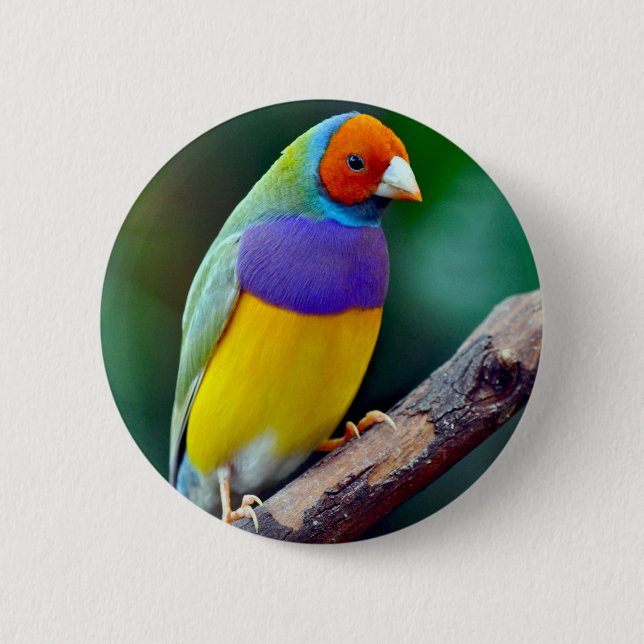 Badge Rond 5 Cm Pinson gouldian coloré (Devant)