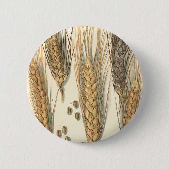 Badge Rond 5 Cm Plante de blé résistante à la sécheresse, agricult (Devant)