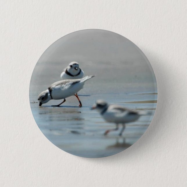 Badge Rond 5 Cm Pluviers sifflants mangeant sur la plage (Devant)