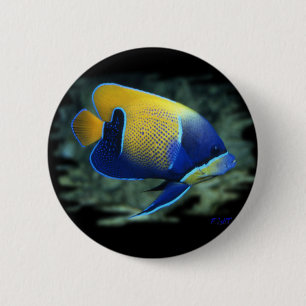 Badge Rond 5 Cm Poissons majestueux d'ange