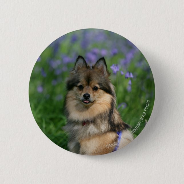 Badge Rond 5 Cm Pomeranian dans l'herbe (Devant)