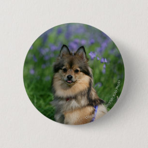 Badge Rond 5 Cm Pomeranian dans l'herbe
