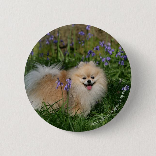 Badge Rond 5 Cm Pomeranian se tenant regardant l'appareil-photo (Devant)