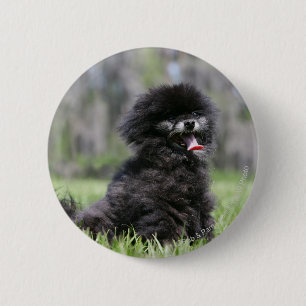 Badge Rond 5 Cm Pomeranian supérieur noir