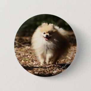 Badge Rond 5 Cm Pomeranian trottant dans le feuille tombé