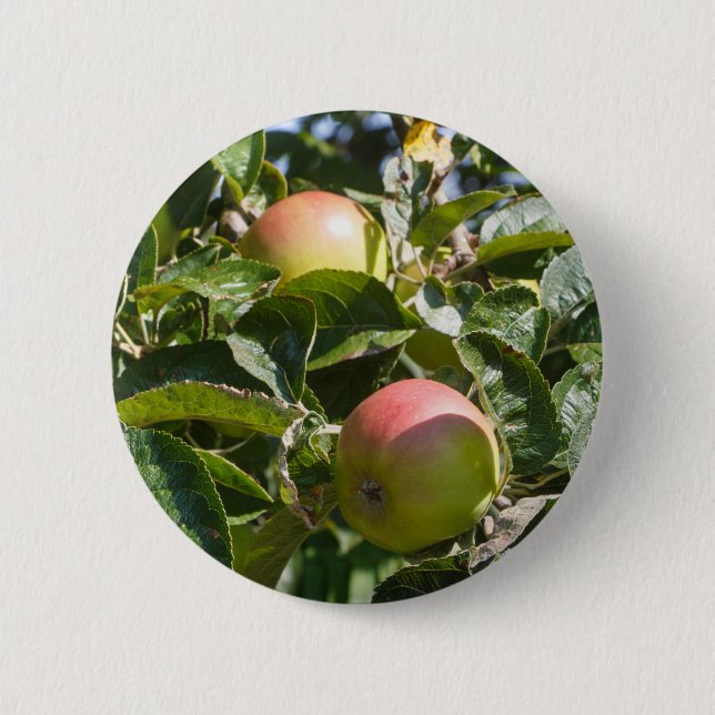 Badge Rond 5 Cm Pommes mûrissant sur un pommier (Devant)