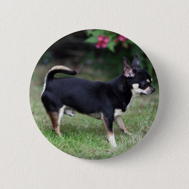 Badge Rond 5 Cm Position aux cheveux courts de chiwawa (Devant)