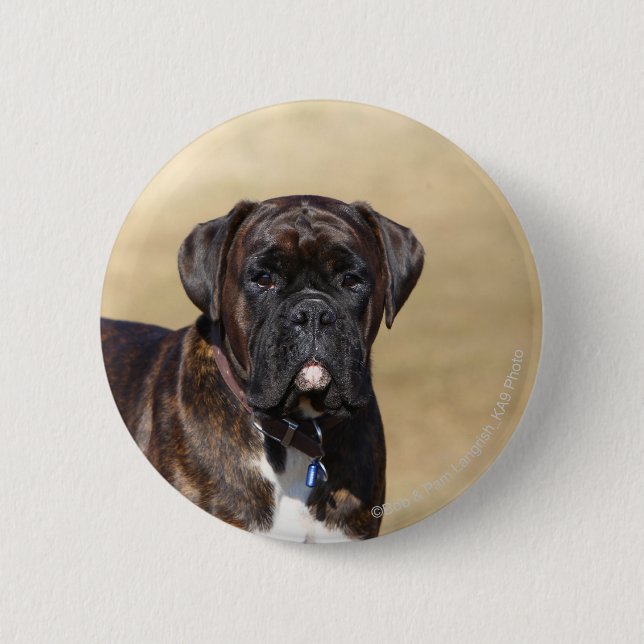 Badge Rond 5 Cm Position Brindle de chien de boxeur (Devant)