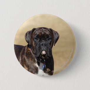 Badge Rond 5 Cm Position Brindle de chien de boxeur