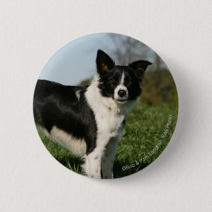 Badge Rond 5 Cm Position de border collie