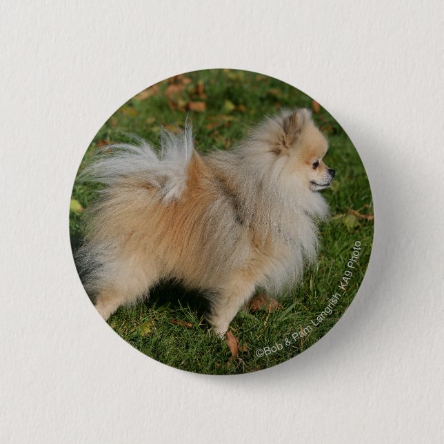 Badge Rond 5 Cm Position de Pomeranian (Devant)