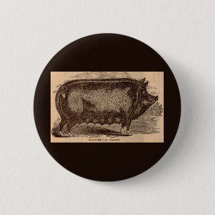 Badge Rond 5 Cm poster de animal agricole du 19e siècle Berkshire