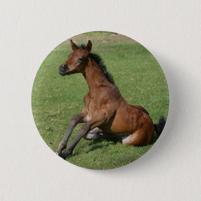 Badge Rond 5 Cm Poulain arabe se reposant (Devant)