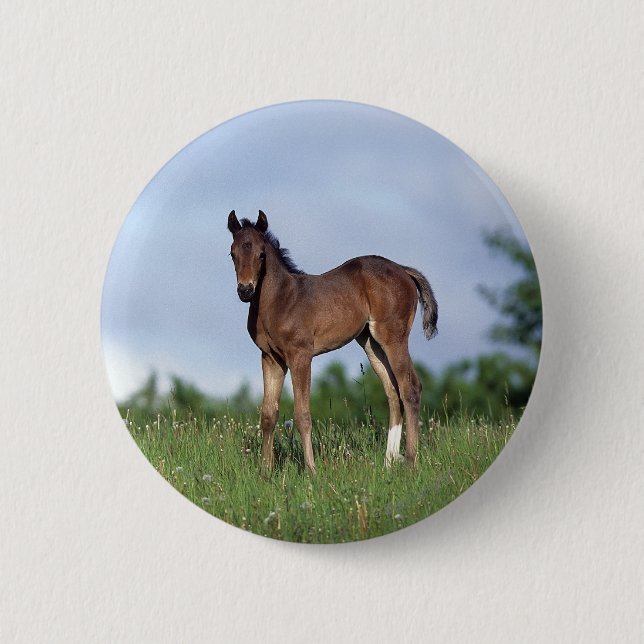 Badge Rond 5 Cm Poulain de pur sang se tenant dans l'herbe (Devant)