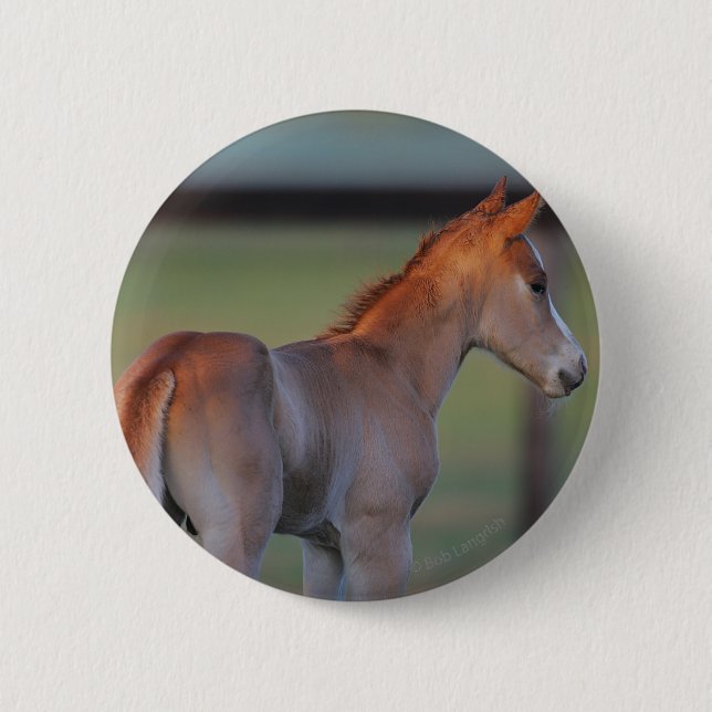 Badge Rond 5 Cm Poulain quart de cheval (Devant)