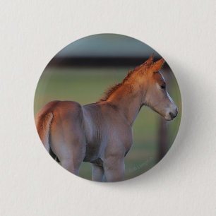 Badge Rond 5 Cm Poulain quart de cheval