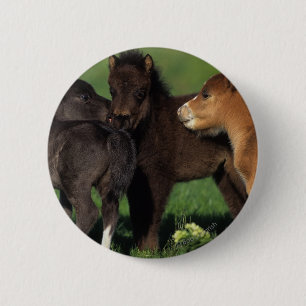 Badge Rond 5 Cm Poulains 1 de miniature