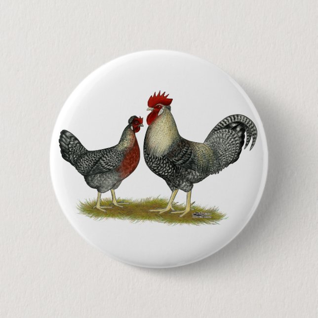 Badge Rond 5 Cm Poulets Legbar à la crème (Devant)