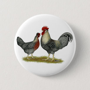 Badge Rond 5 Cm Poulets Legbar à la crème