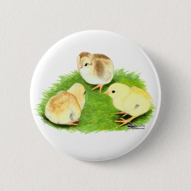 Badge Rond 5 Cm Poussins Aseel Blé (Devant)
