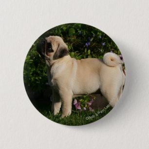 Badge Rond 5 Cm Profil de carlin de faon