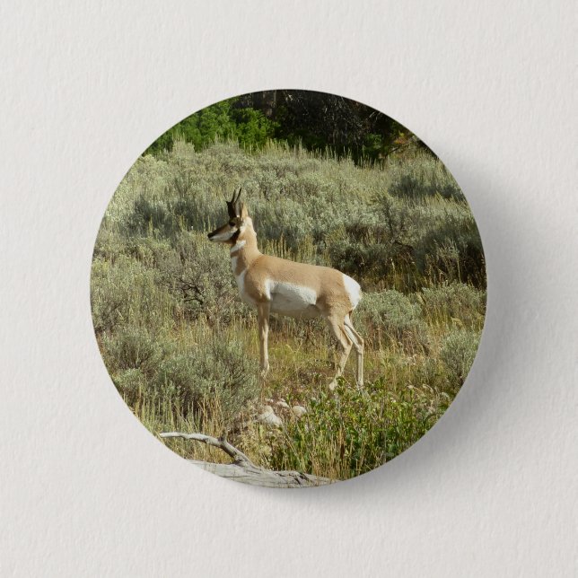 Badge Rond 5 Cm Pronghorn au Parc national de Grand Teton (Devant)