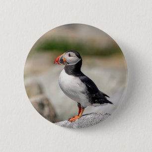 Badge Rond 5 Cm Puffin Atlantique en Machias, Maine