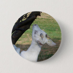 Badge Rond 5 Cm Puis-Je Monter Cet Arbre ?