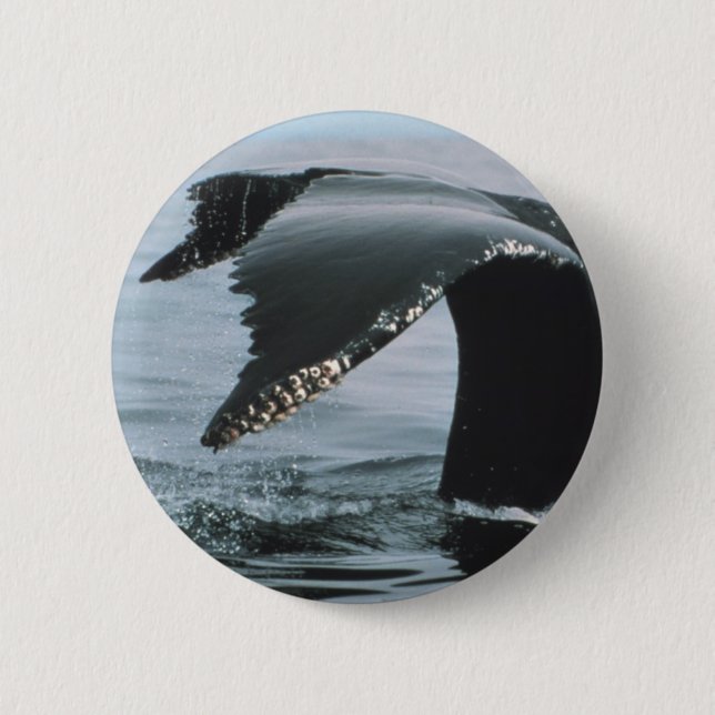 Badge Rond 5 Cm Queue de baleine de bosse (Devant)