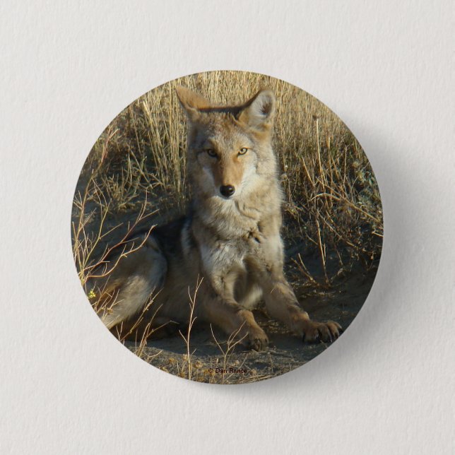 Badge Rond 5 Cm R15 Coyote Couché (Devant)