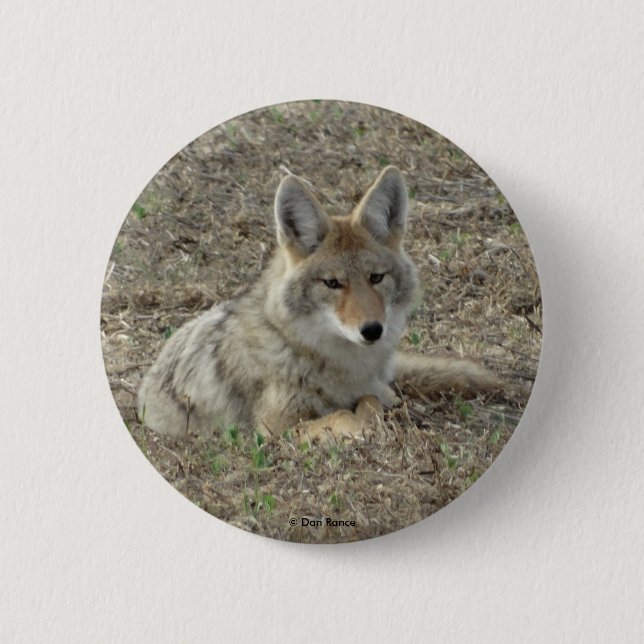 Badge Rond 5 Cm R22 Coyote Couché (Devant)