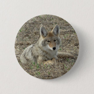 Badge Rond 5 Cm R22 Coyote Couché