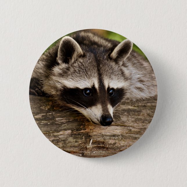 Badge Rond 5 Cm Raccoon mignon reposant sur un journal (Devant)