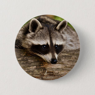 Badge Rond 5 Cm Raccoon mignon reposant sur un journal