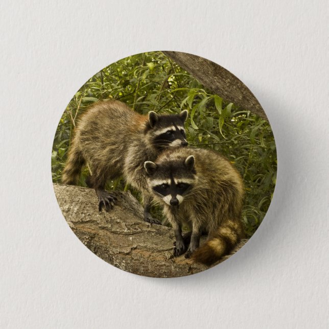 Badge Rond 5 Cm Raccoons (Devant)