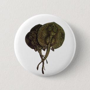 Badge Rond 5 Cm Raies pastenagues, Animaux de la vie marine vintag