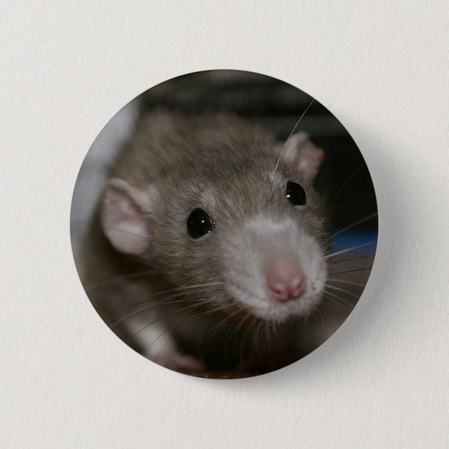 Badge Rond 5 Cm Rat curieux (Devant)