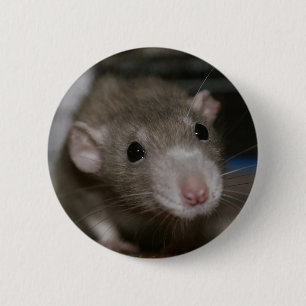 Badge Rond 5 Cm Rat curieux