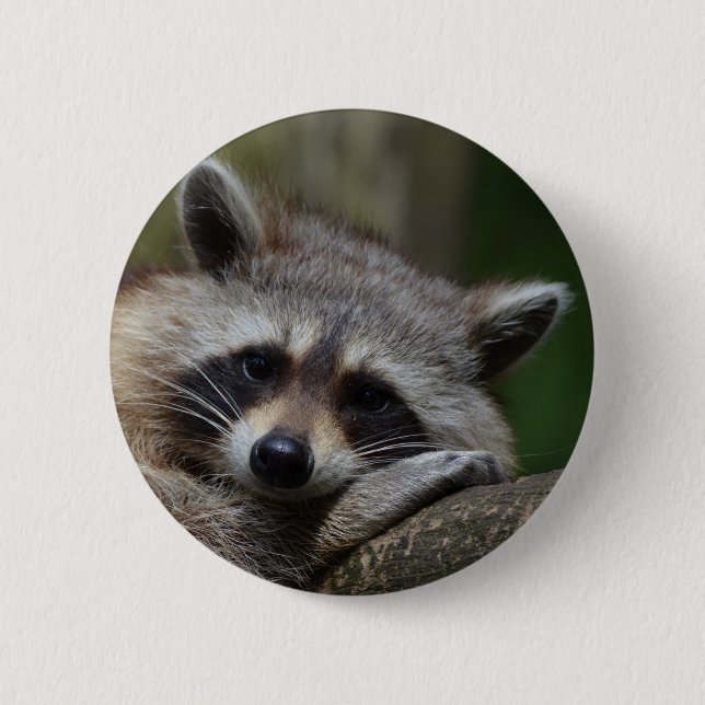 Badge Rond 5 Cm Raton laveur (Devant)