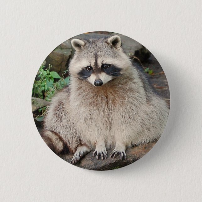 Badge Rond 5 Cm Raton laveur (Devant)