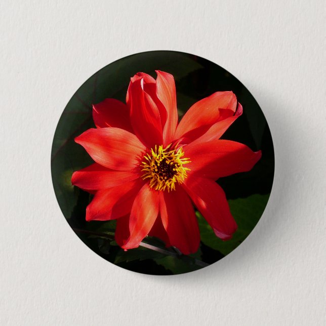 Badge Rond 5 Cm Red Dahlia (évêque de Llandaff) (Devant)