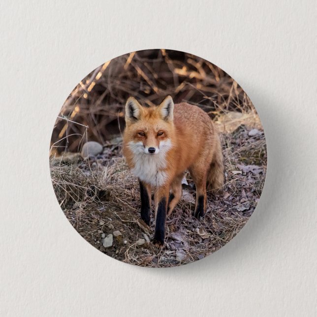 Badge Rond 5 Cm Red Fox de près et personnel (Devant)