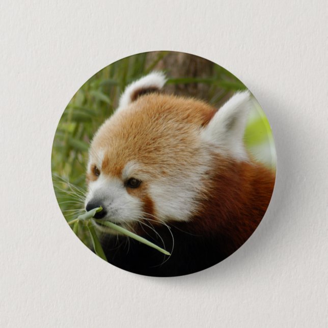 Badge Rond 5 Cm red-panda-031 (Devant)