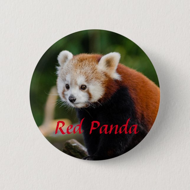 Badge Rond 5 Cm Red Panda Animal Photography (Devant)