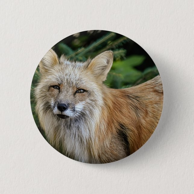 Badge Rond 5 Cm Renard sauvage (Devant)