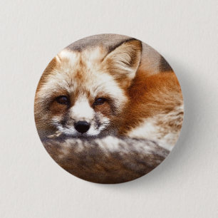 Badge Rond 5 Cm Renards